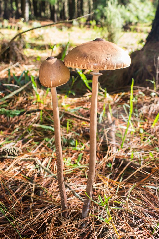 Macrolepiota capelariae