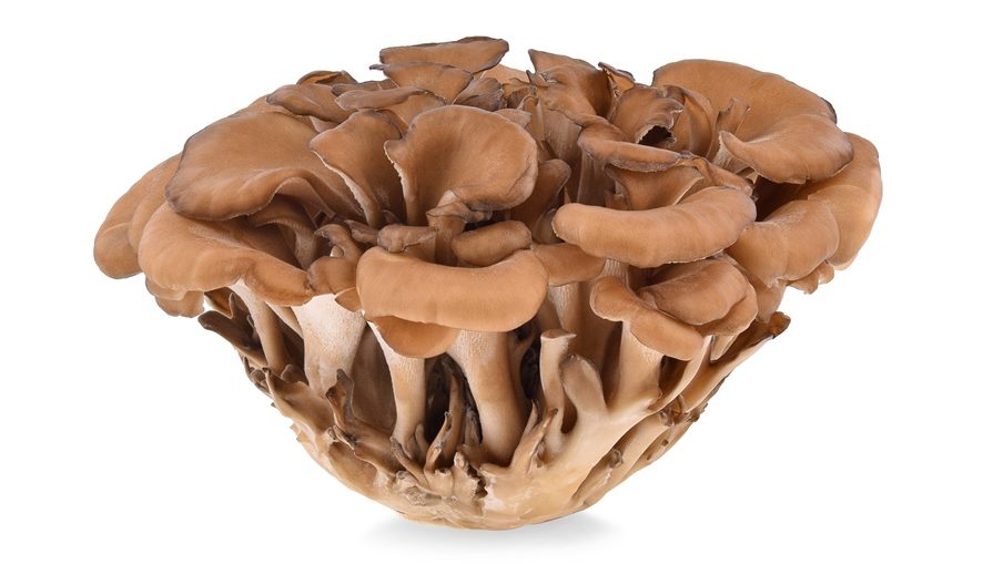 Cogumelo medicinal Maitake