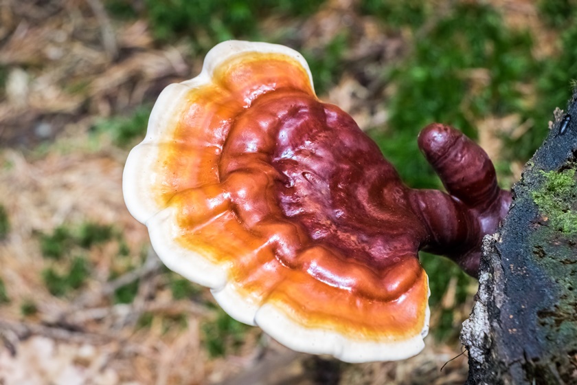 Cogumelo medicinal Reishi