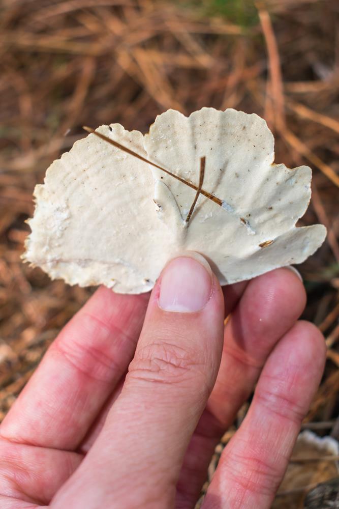 Trametes versicolor himenóforo