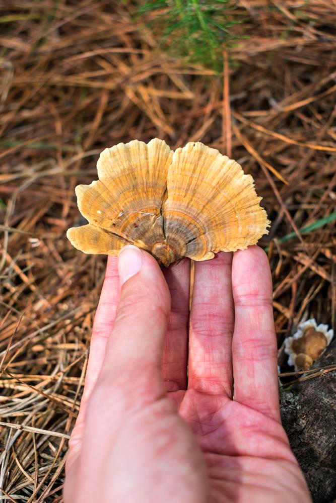 Trametes versicolor