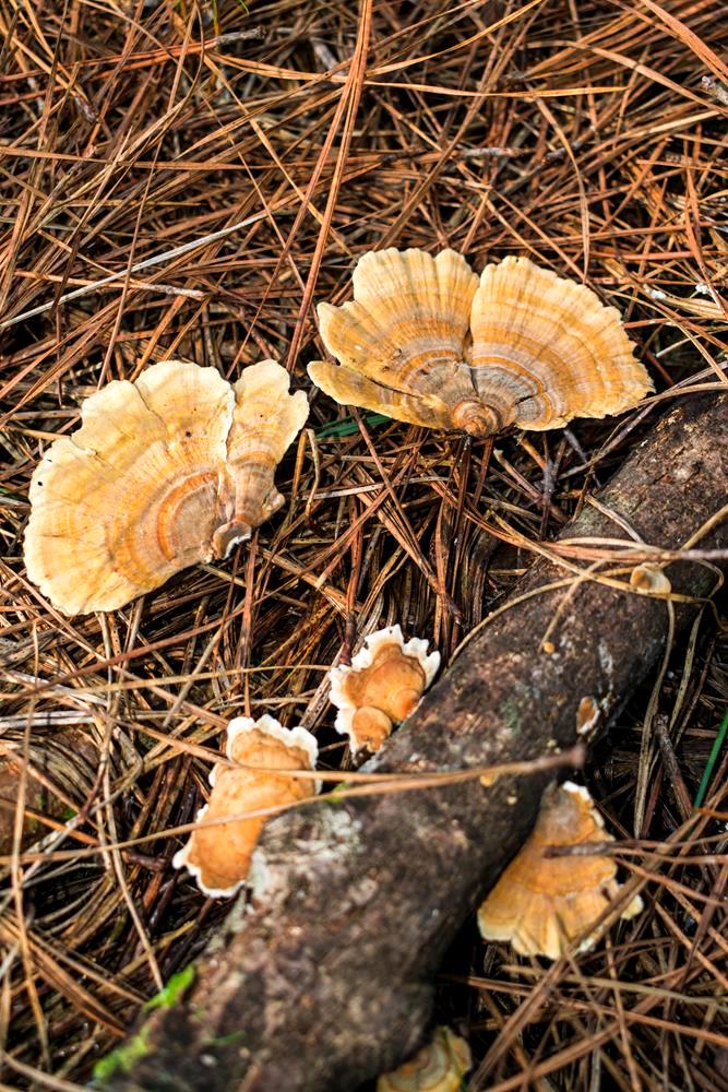 Trametes versicolor