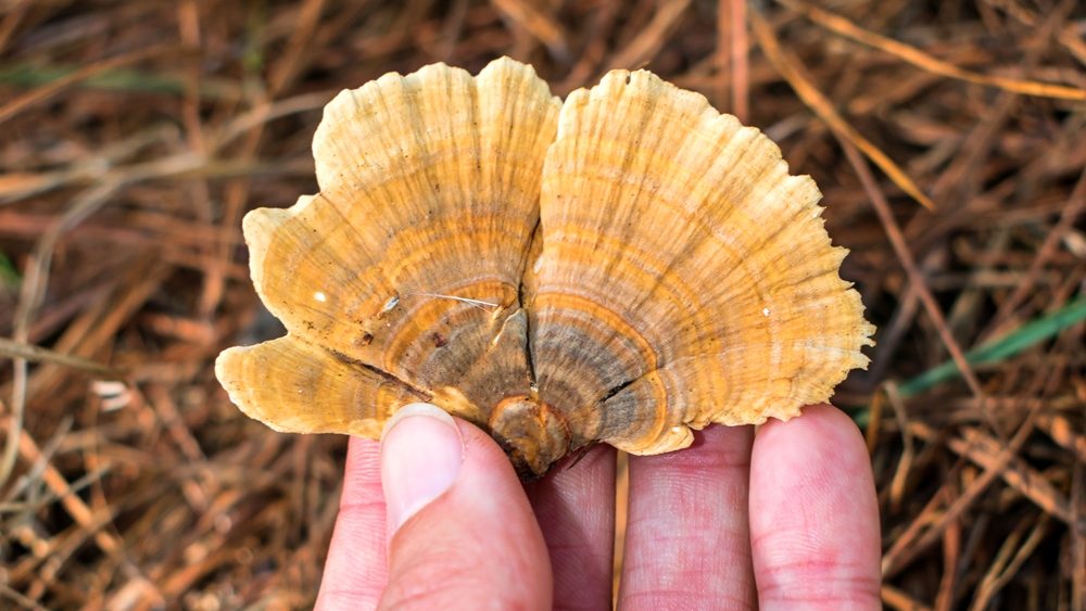 Cogumelo medicinal Cauda de Peru