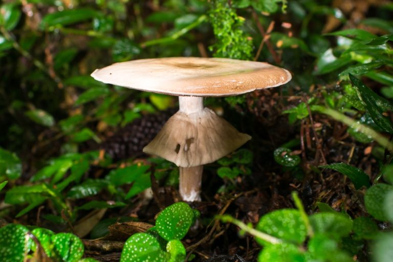 Cogumelos do gênero Agaricus na Serra Gaúcha