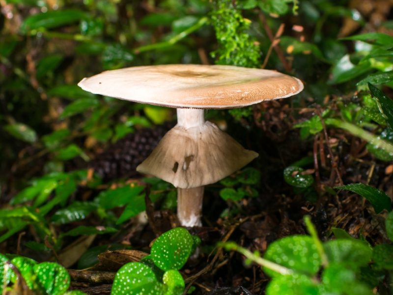 Cogumelos do gênero Agaricus na Serra Gaúcha