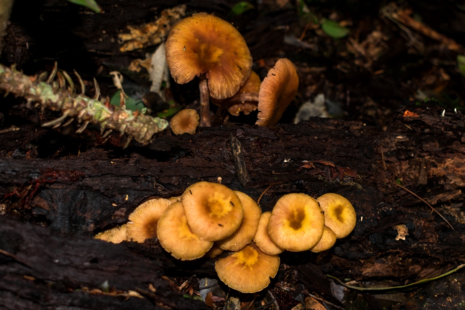 Armillaria puiggarii | Cogumelo selvagem comestível