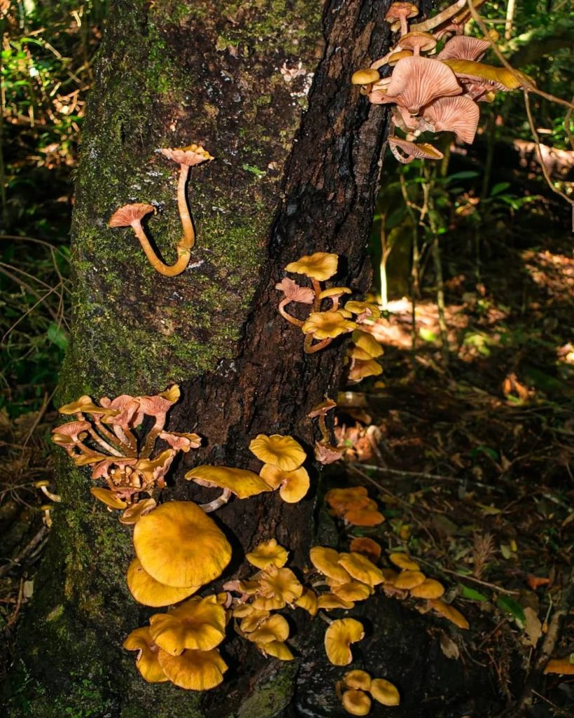 Tronco cheio de Armillaria puiggarii