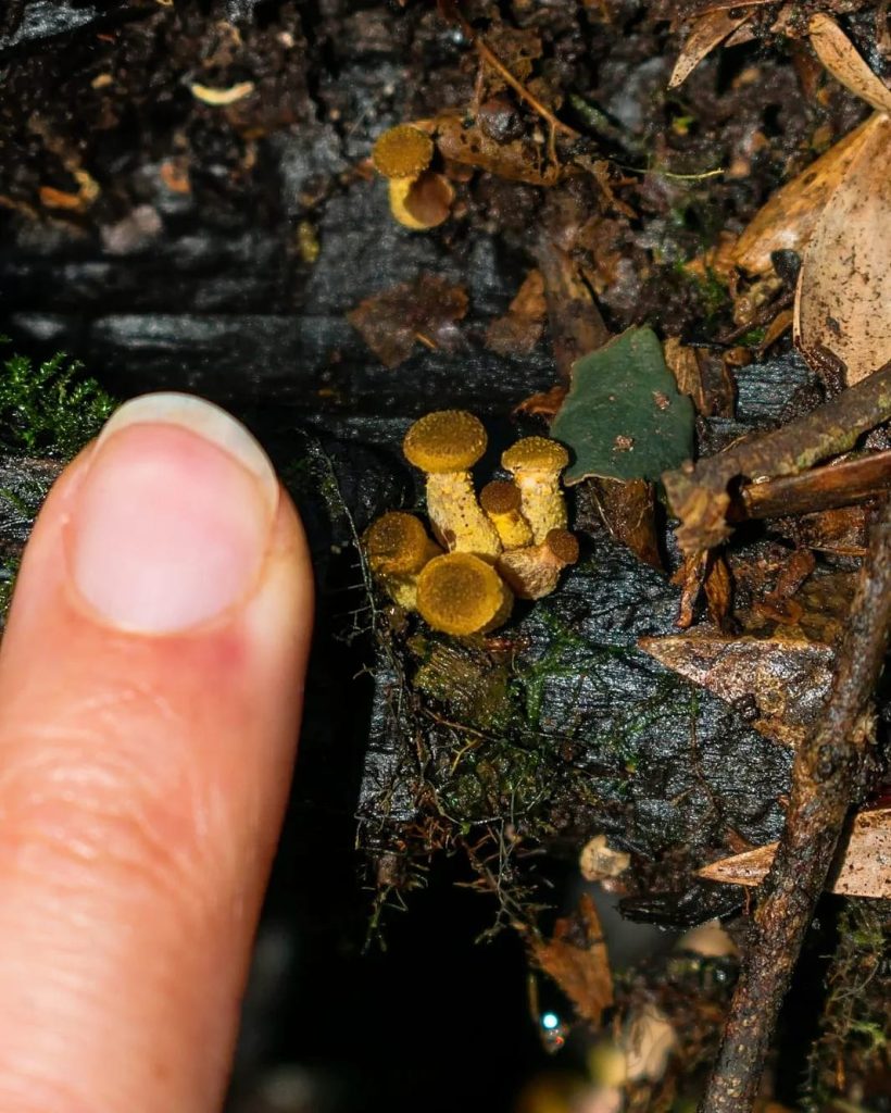 Young Armillaria puiggarii 