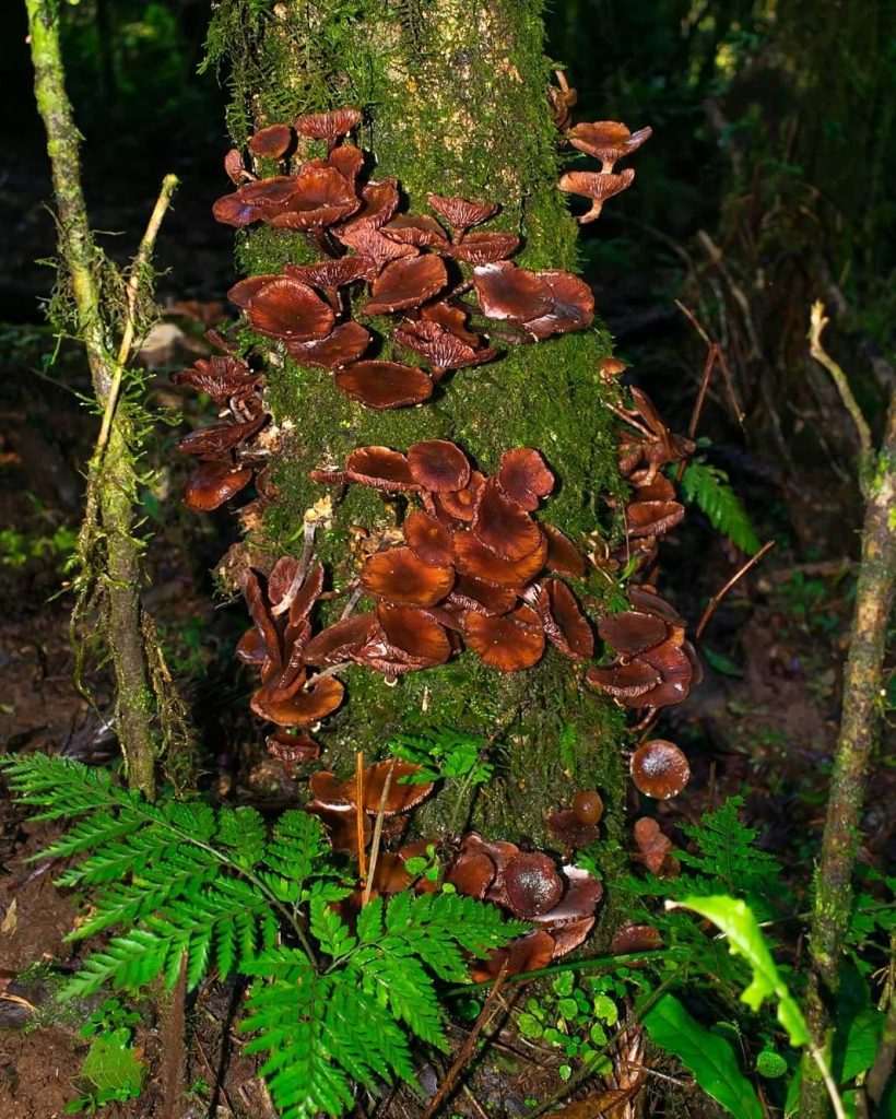 Armillaria puiggarii velho