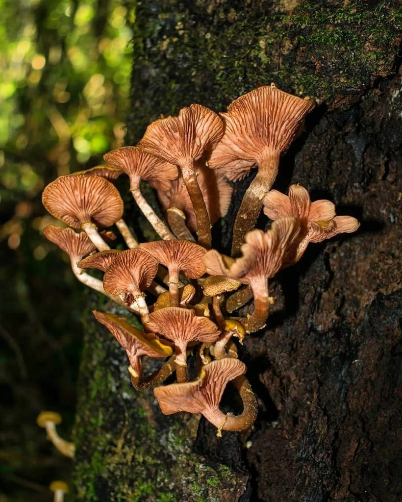 Cogumelos Armillaria puiggarii