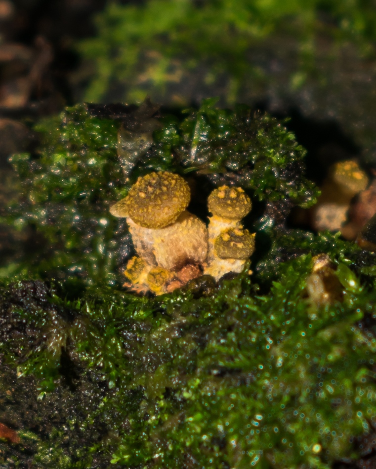 Young Armillaria puiggarii 