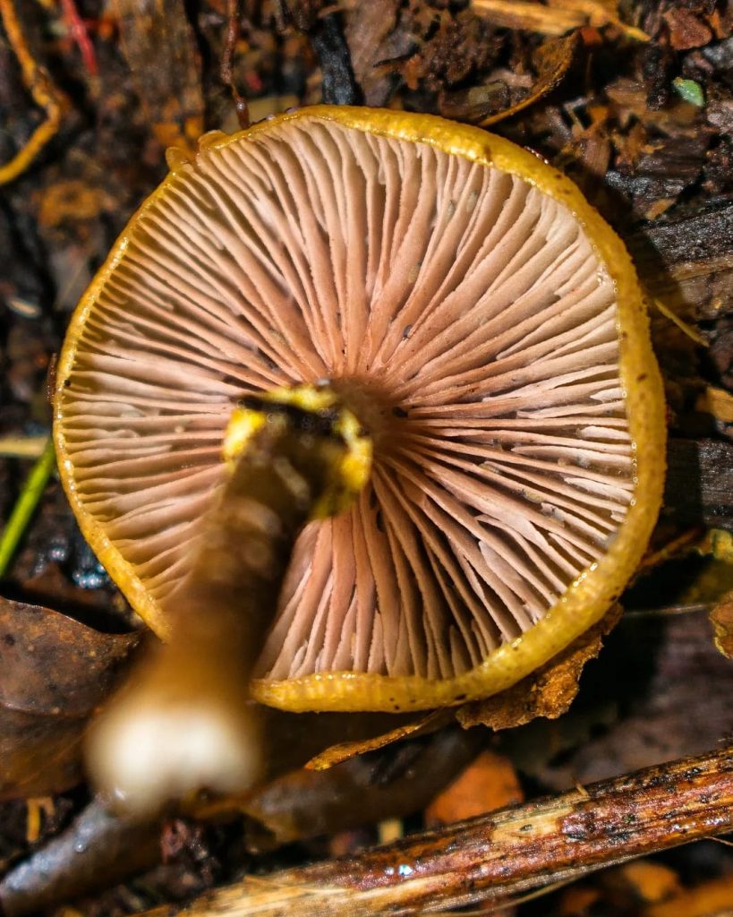 Armillaria puiggarii hymenophore