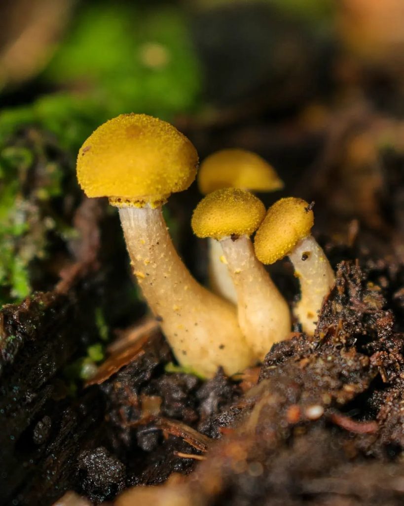 Young Armillaria puiggarii 