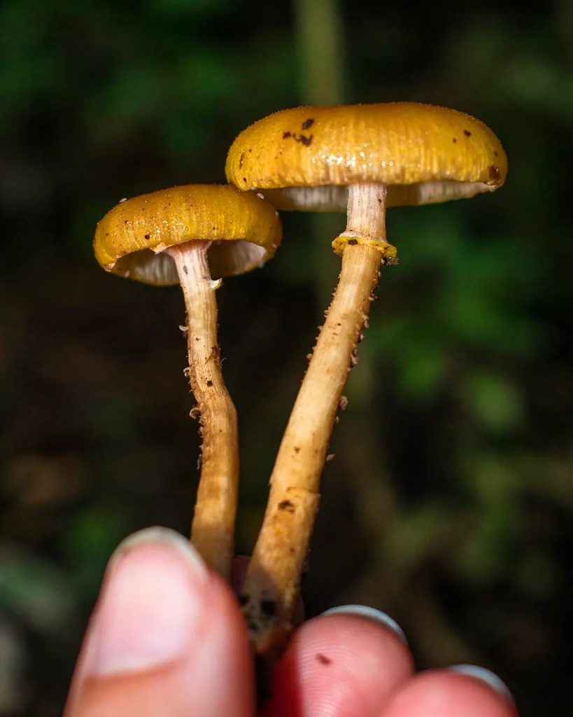 Armillaria puiggarii mushroom