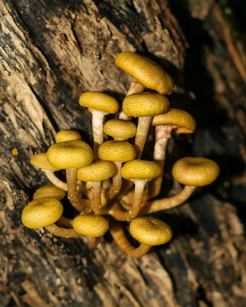 Armillaria puiggarii