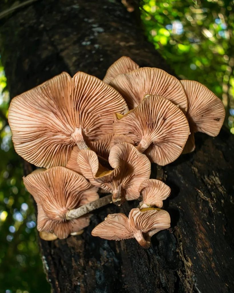 Armillaria puiggarii mushroom