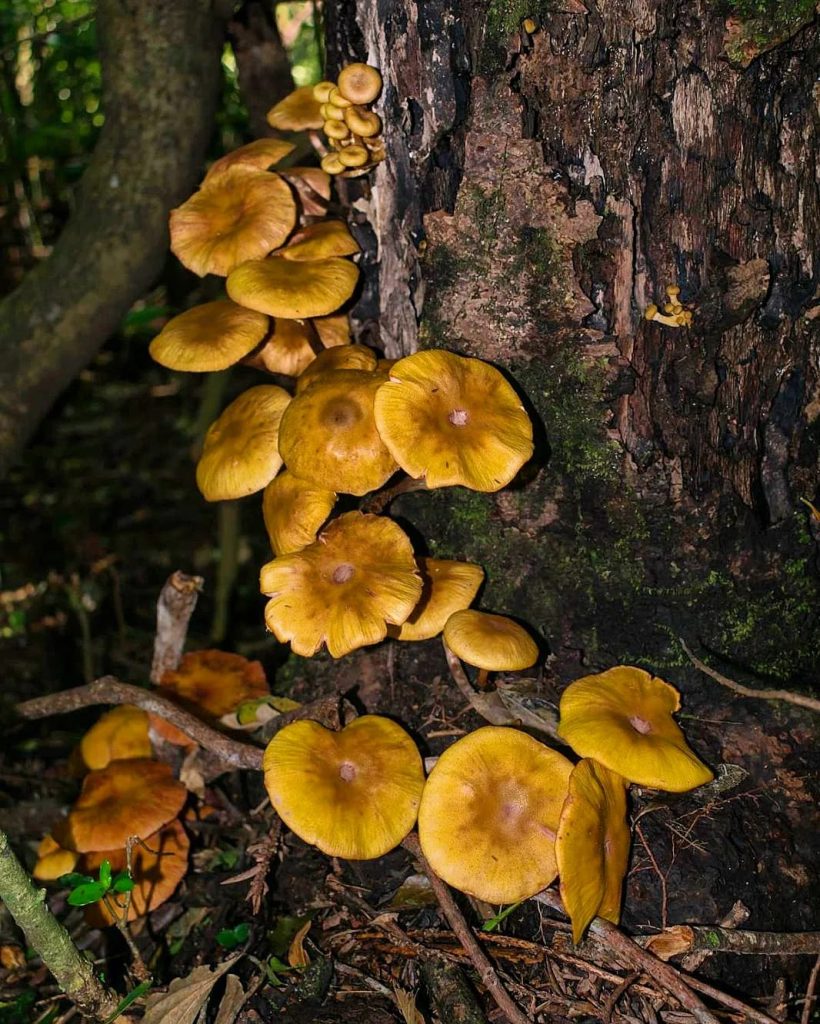 Armillaria puiggarii mushroom