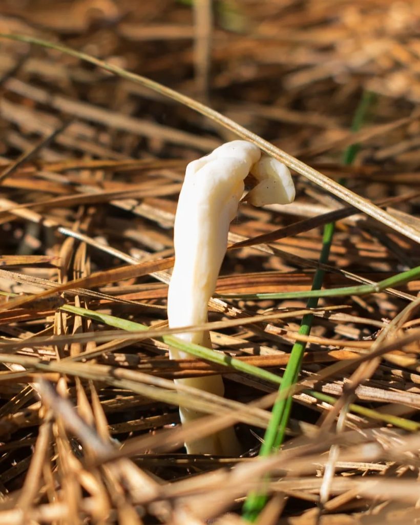 Clavulina rugosa