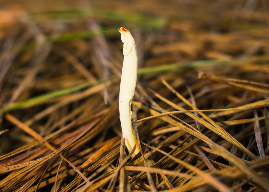 Clavulina rugosa | Fungo silvestre comestível