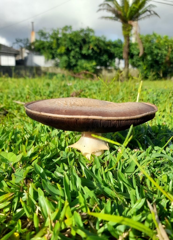 Cogumelo Agaricus