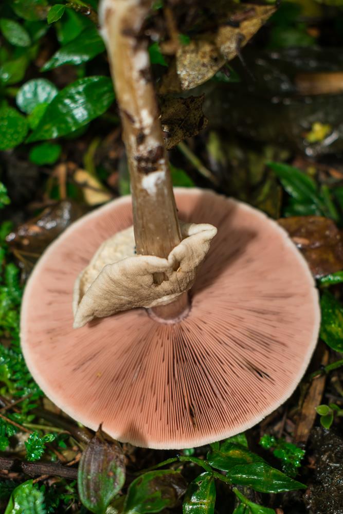 Cogumelo Agaricus