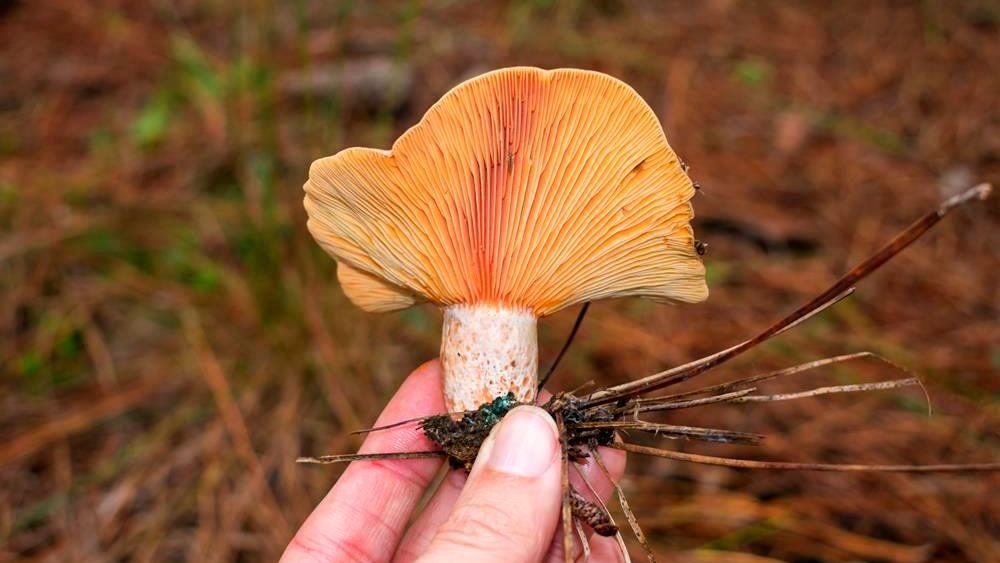 Lactarius quieticolor