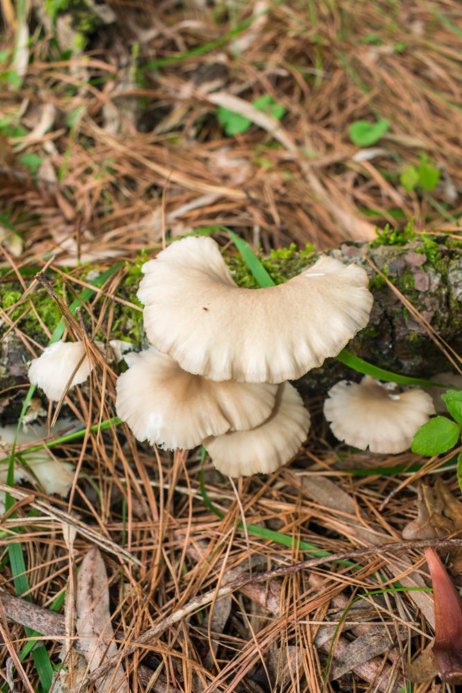 Cogumelo Pleurotus pulmonarius