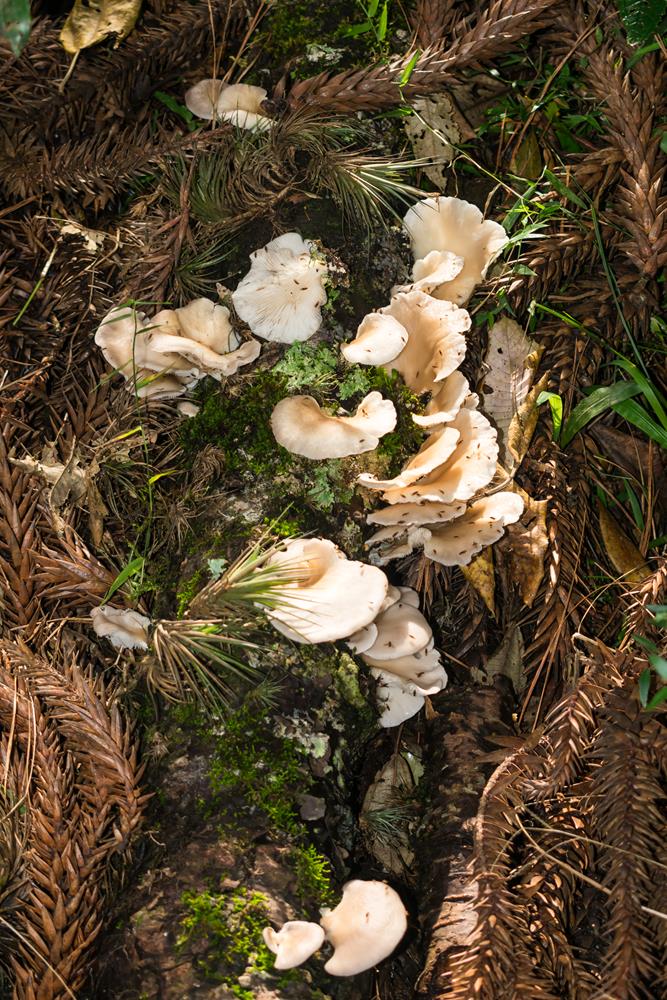 Cogumelo Pleurotus pulmonarius