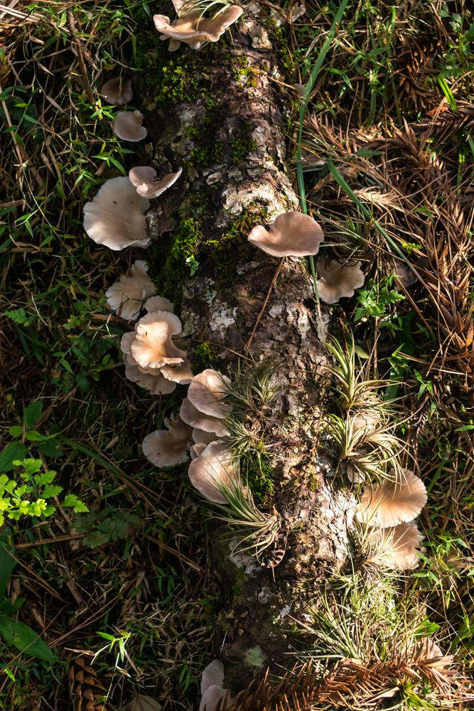 Cogumelo Pleurotus pulmonarius sobre galho caído de araucária