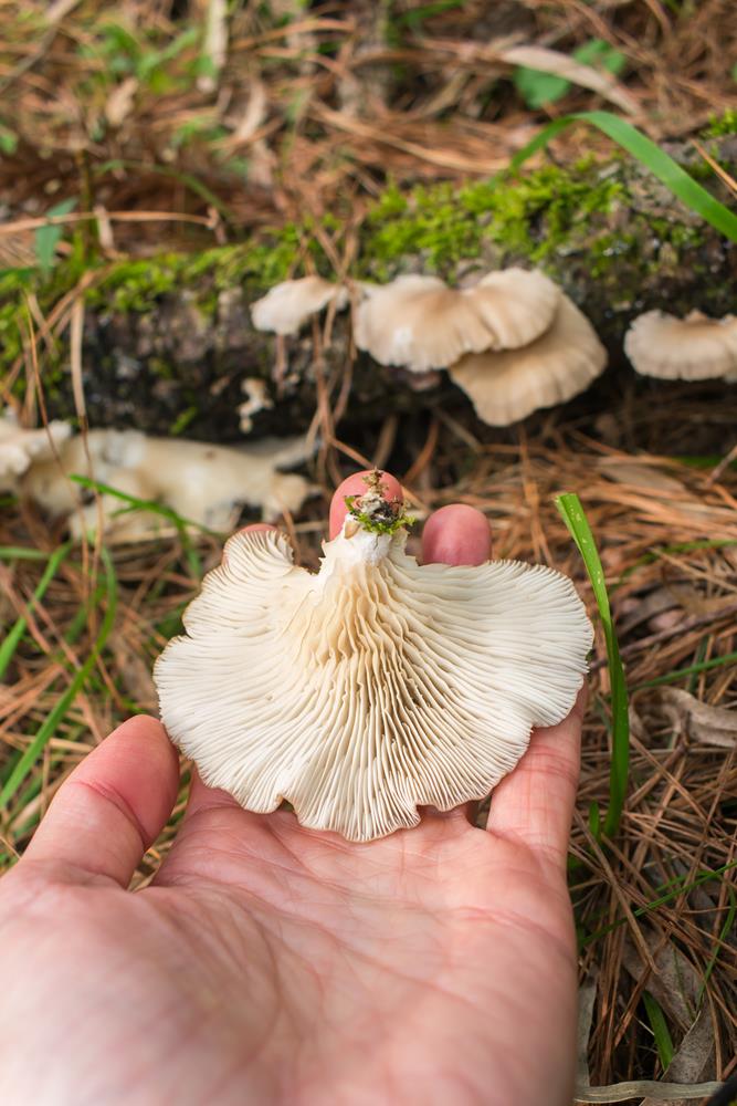 Cogumelo Pleurotus pulmonarius