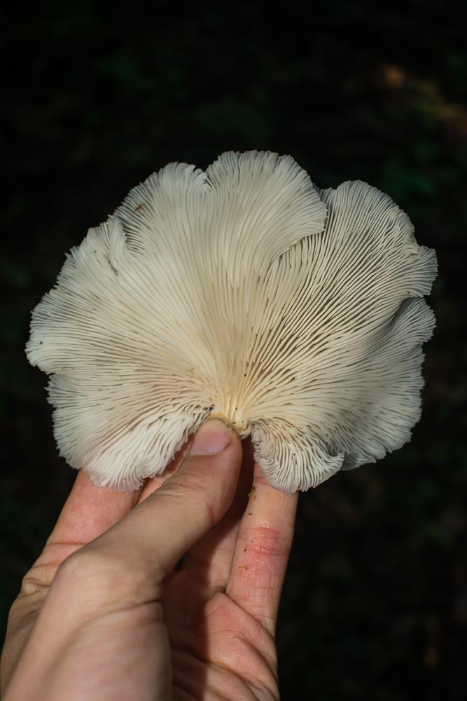 Cogumelo Pleurotus pulmonarius