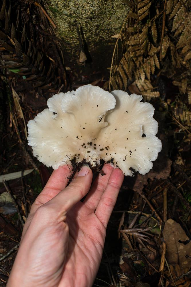 Cogumelo Pleurotus pulmonarius