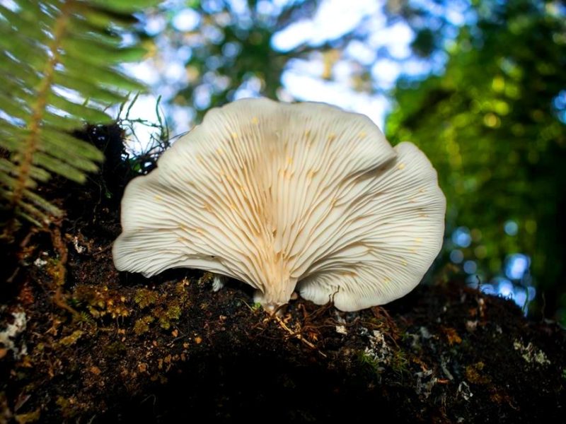 Pleurotus pulmonarius