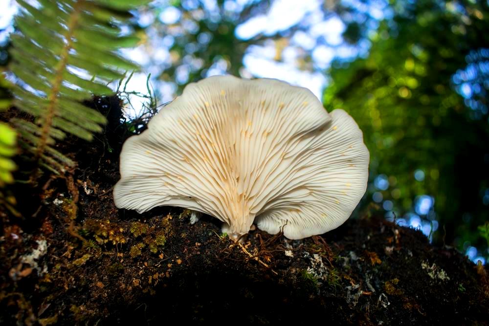 Pleurotus pulmonarius | Cogumelo nativo comestível