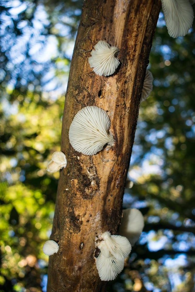 Cogumelo Pleurotus pulmonarius