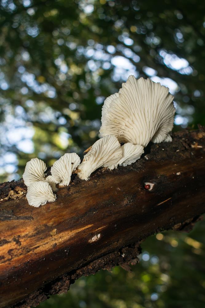 Cogumelo Pleurotus pulmonarius