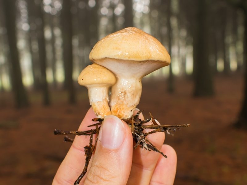 Suillus salmonicolor | Cogumelo selvagem comestível