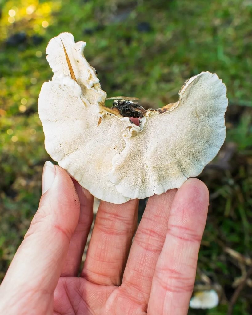 Trametes versicolor, himenóforo