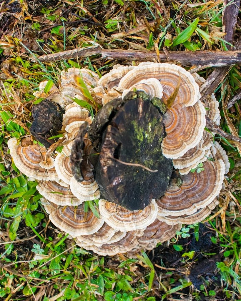 Cogumelo Cauda de Peru