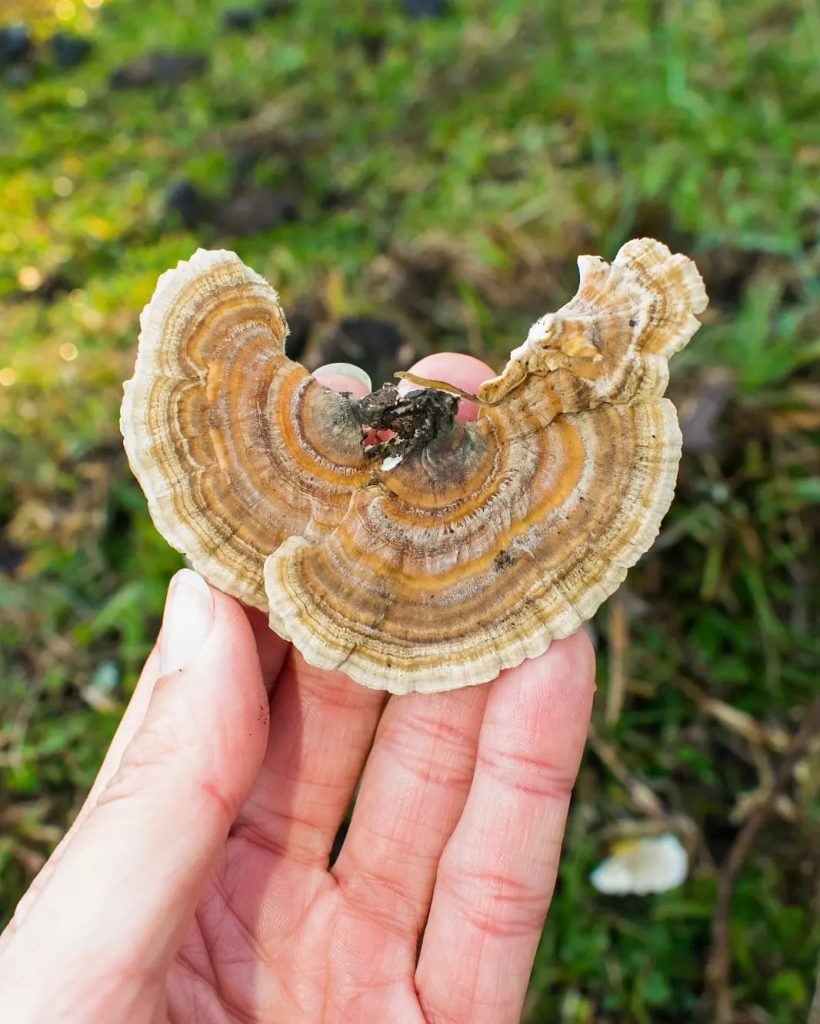 Cogumelo Cauda de Peru