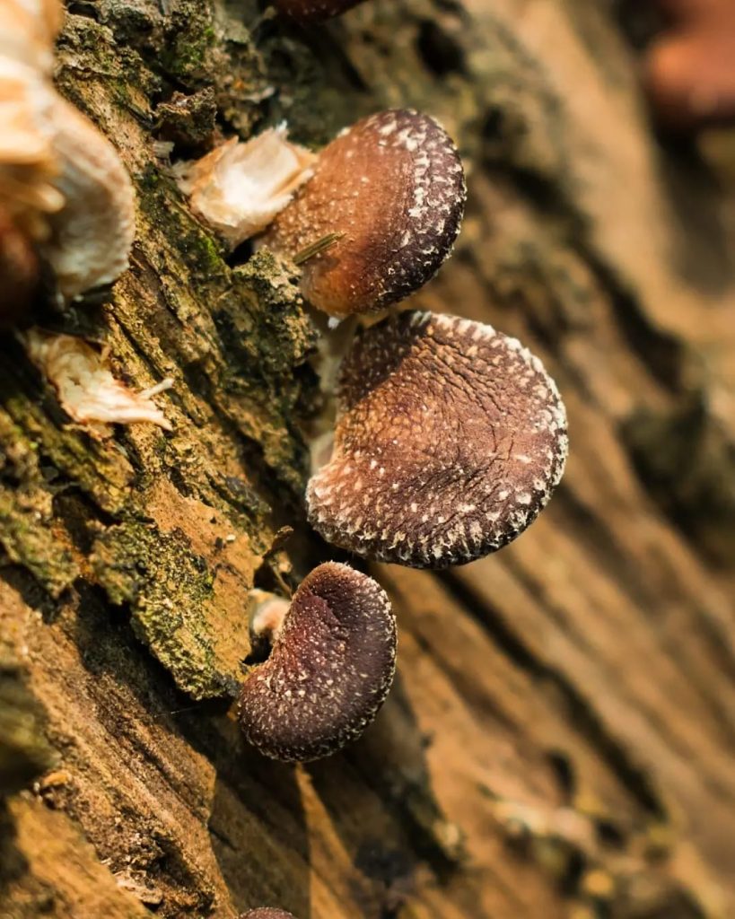 Lentinula boryana, escamas no chapéu