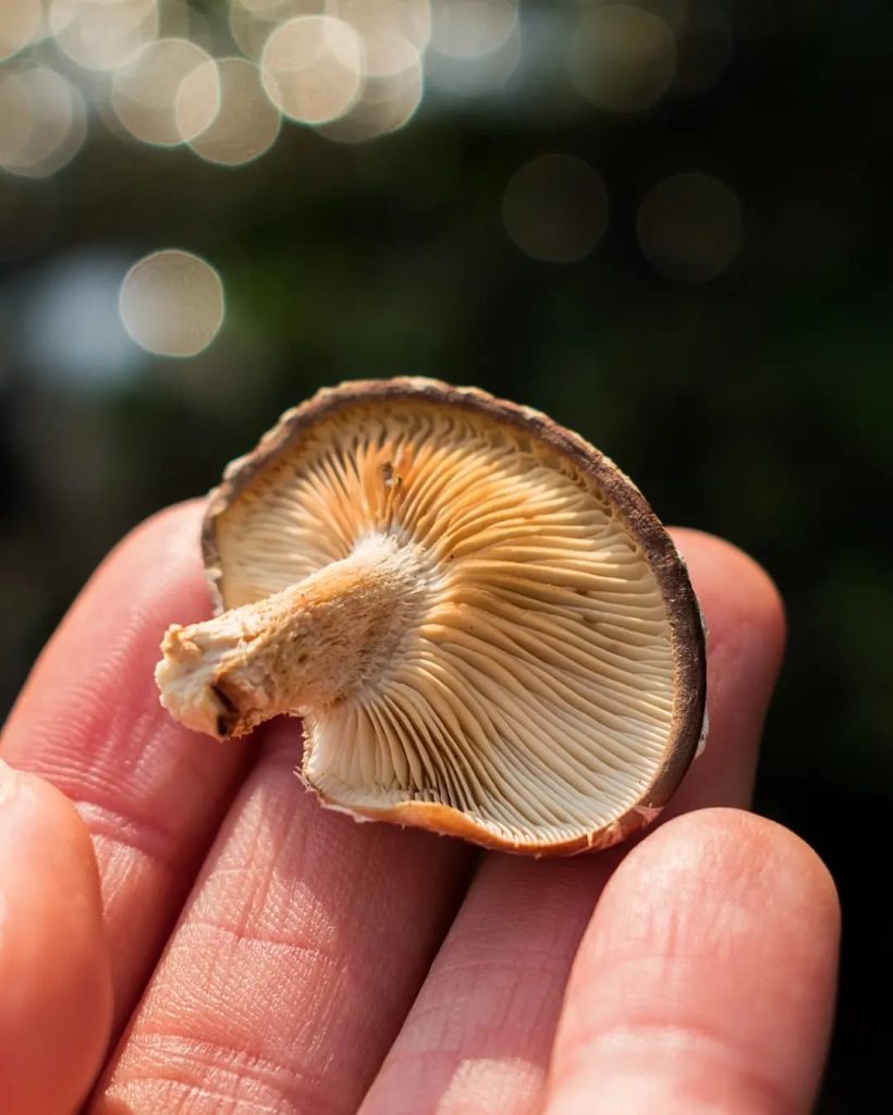 Lentinula boryana himenóforo