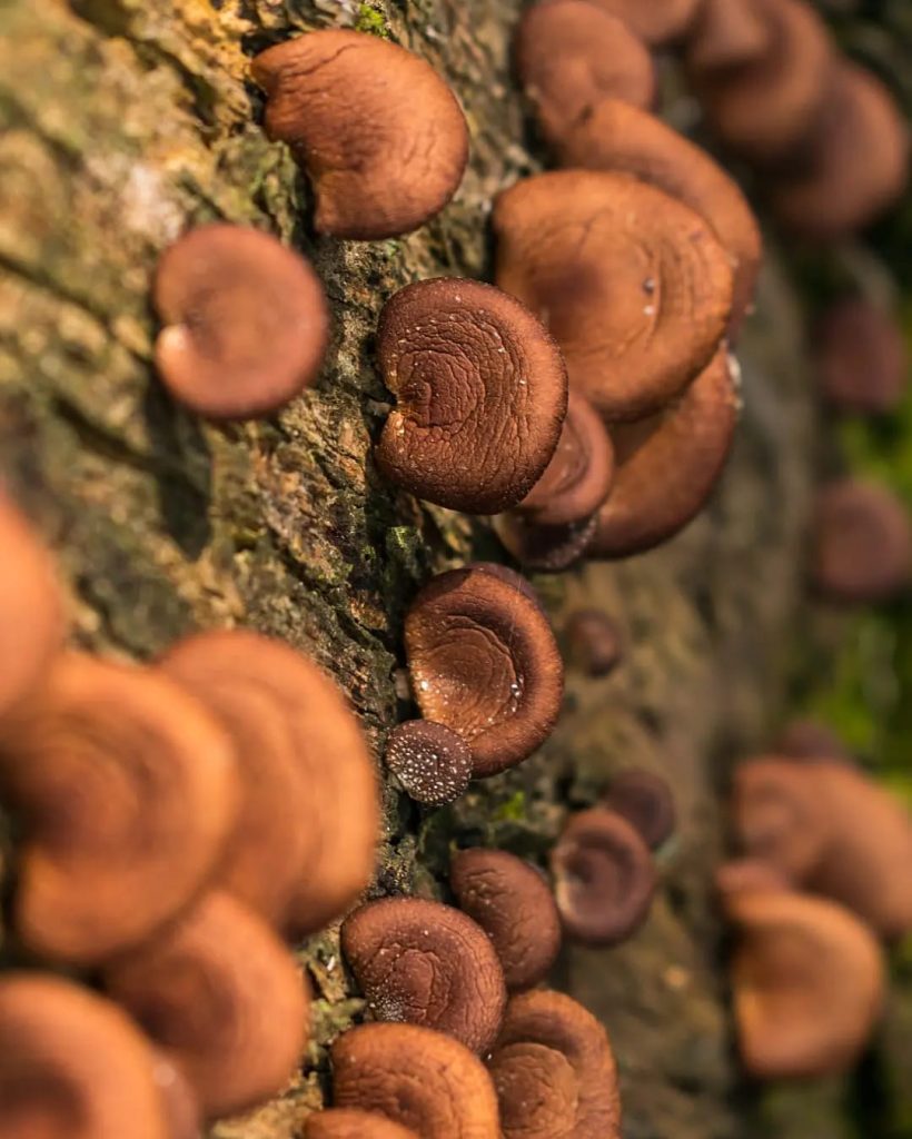 Lentinula boryana, shiitake da mata