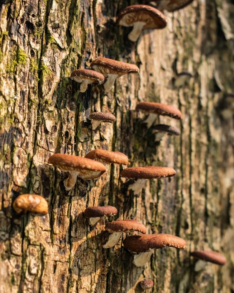 Lentinula boryana, shiitake da mata