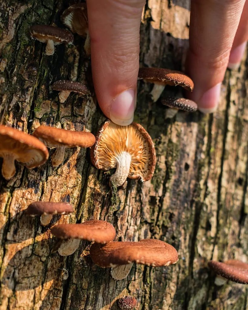 Cogumelo Lentinula boryana, himenóforo