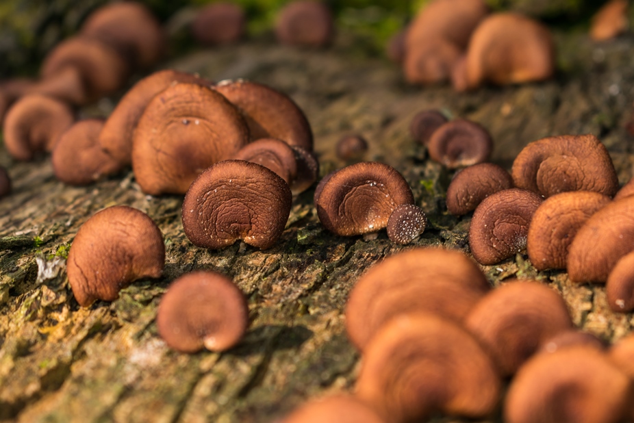 Lentinula boryana | Cogumelo Shiitake da mata