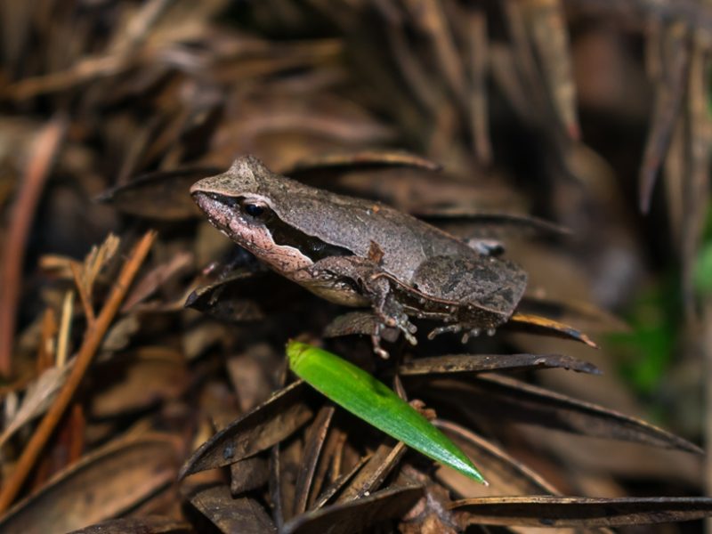 Physalaemus lisei | Rã-chorona-pequena-do-mato