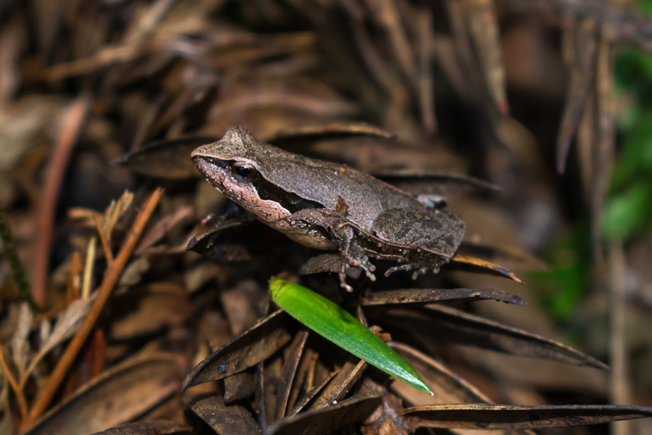 Physalaemus lisei | Rã-chorona-pequena-do-mato