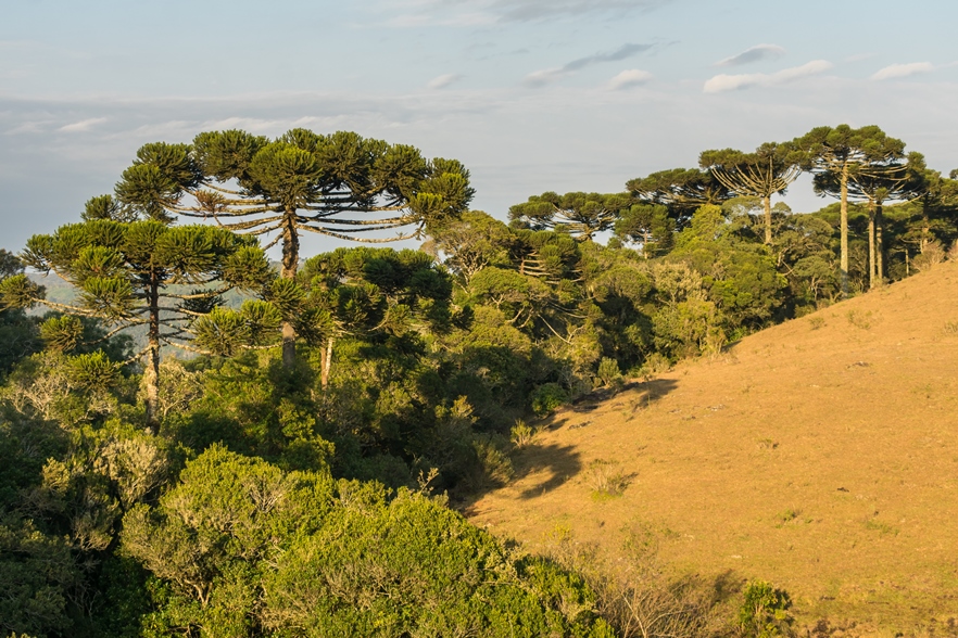 Araucaria angustifolia nos Campos de Cima da Serra