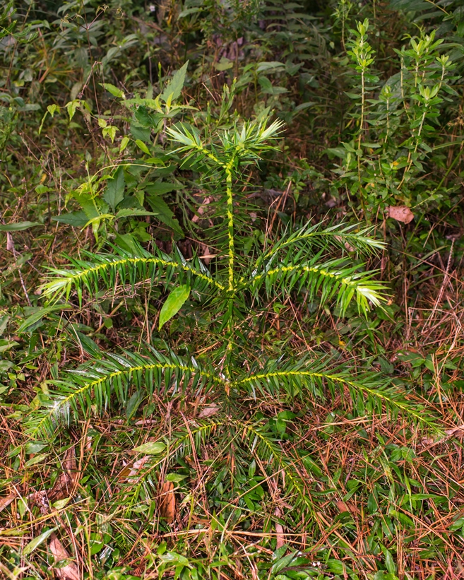 Mudinha de Araucária